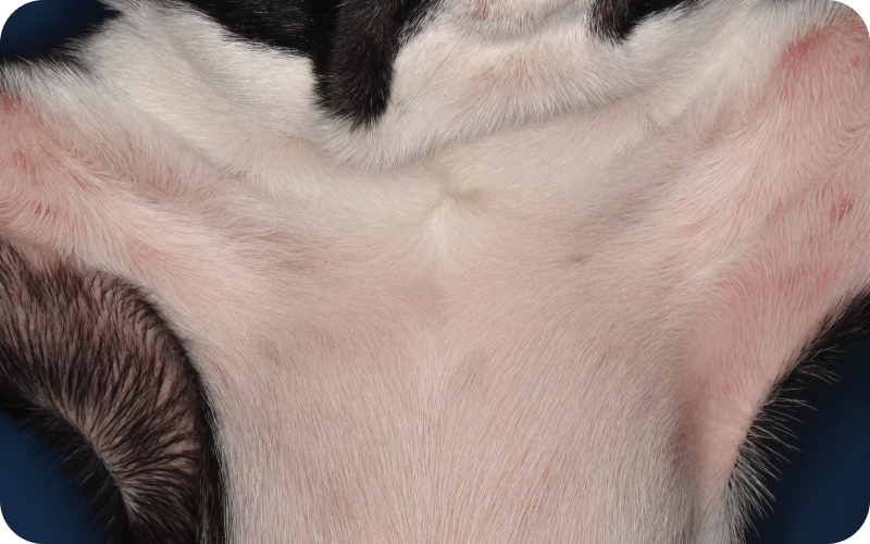 脇の皮膚に赤みが見られる犬の症例写真