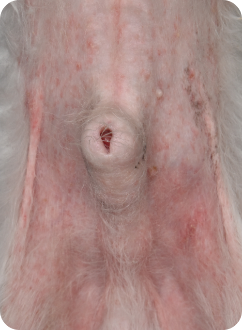 お腹に赤みが見られる犬の症例写真