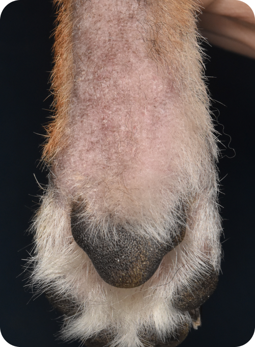 肉球まわりに赤みと腫れが見られる犬の症例写真