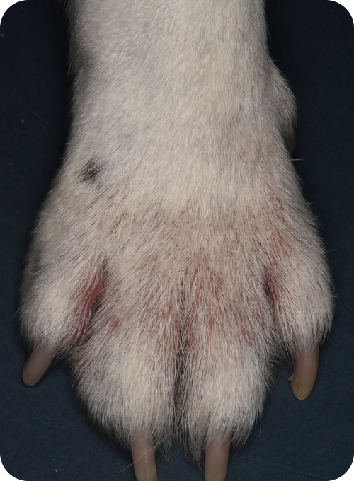 肢先に赤みが見られる犬の症例写真