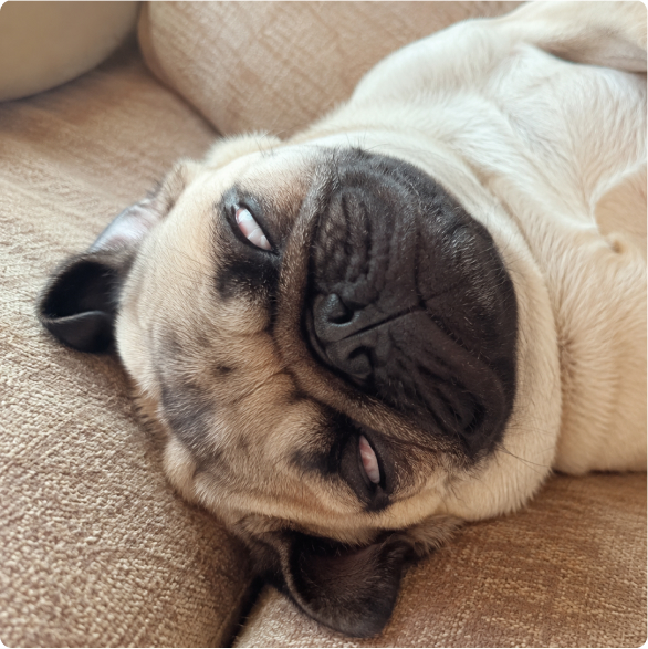 白目で眠る犬