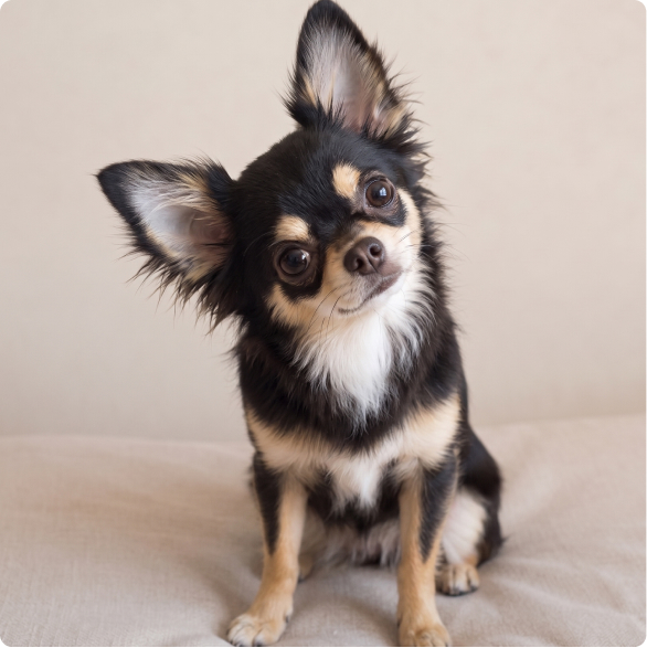 耳を立てて首をかしげる犬