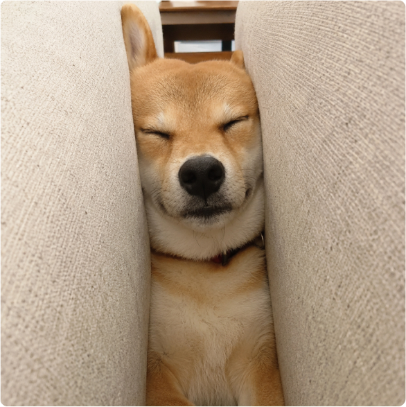 座席の間に挟まる犬