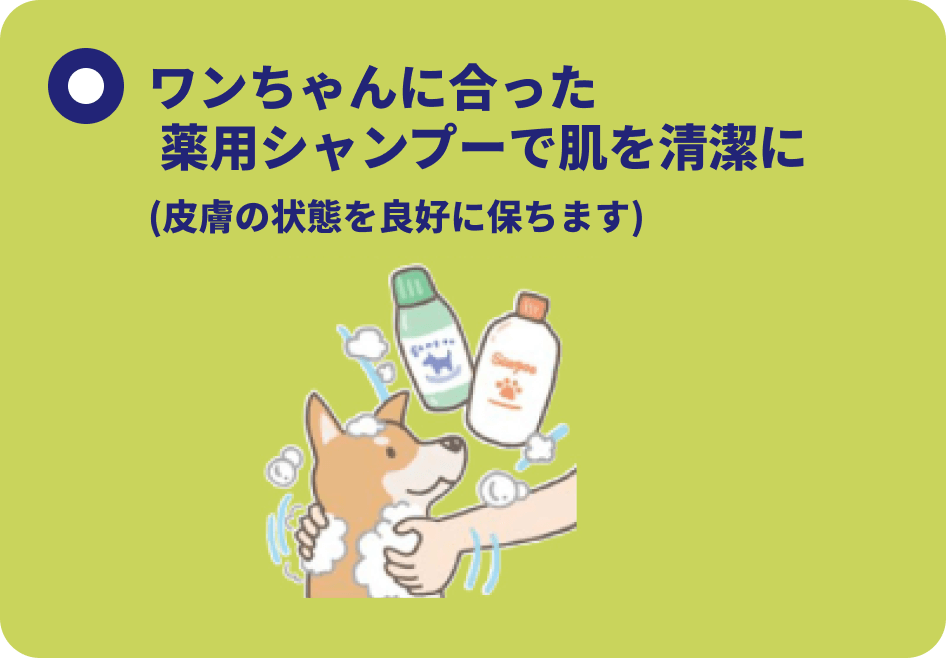 ワンちゃんに合った薬用シャンプーで肌を清潔に