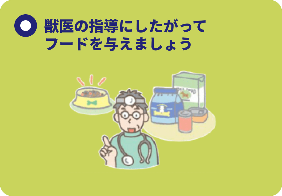 獣医の指導にしたがってフードを与えましょう