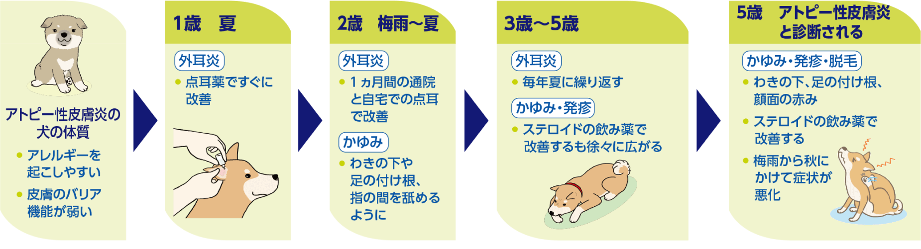 アトピー性皮膚炎の犬の体質