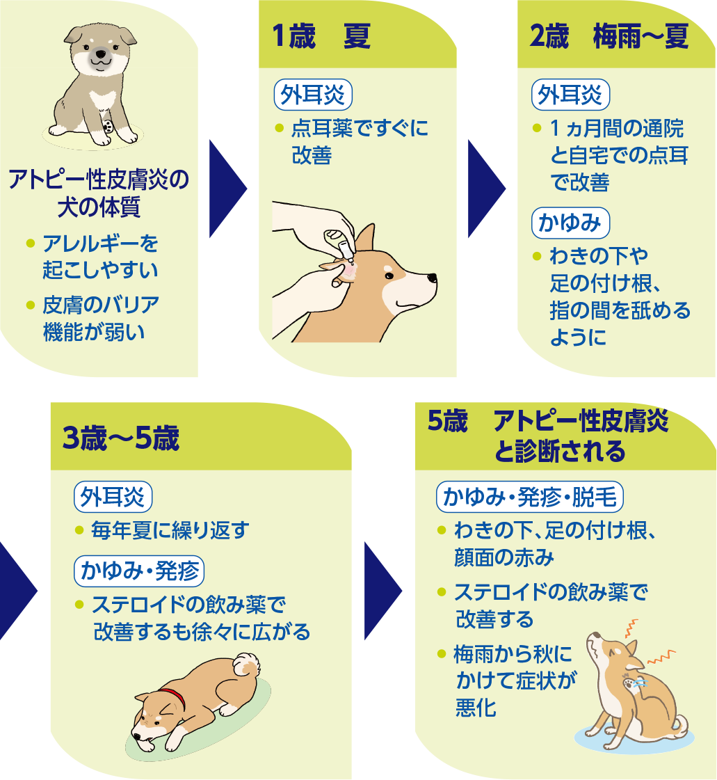 アトピー性皮膚炎の犬の体質