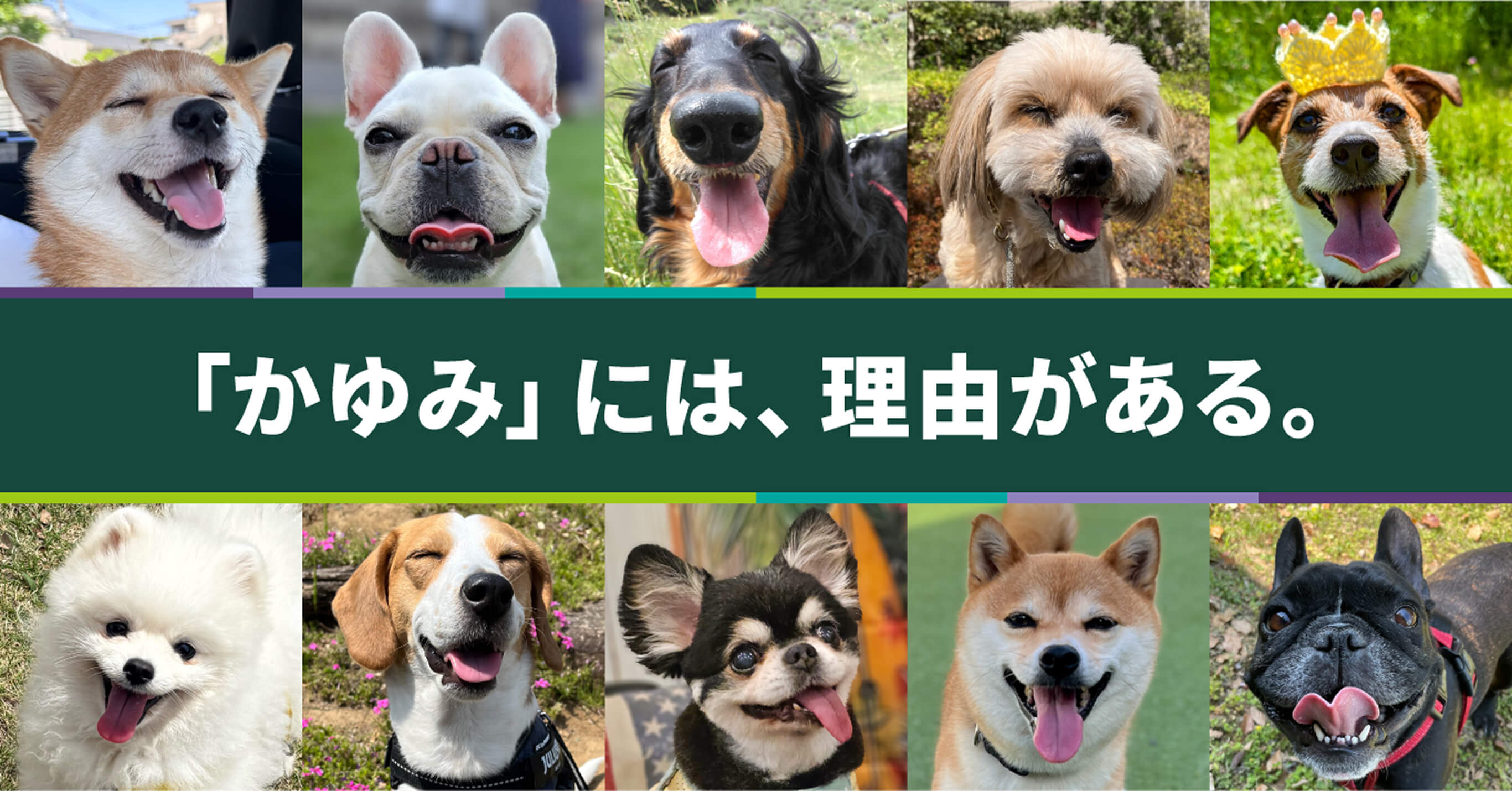 「かゆみ」には、理由がある。