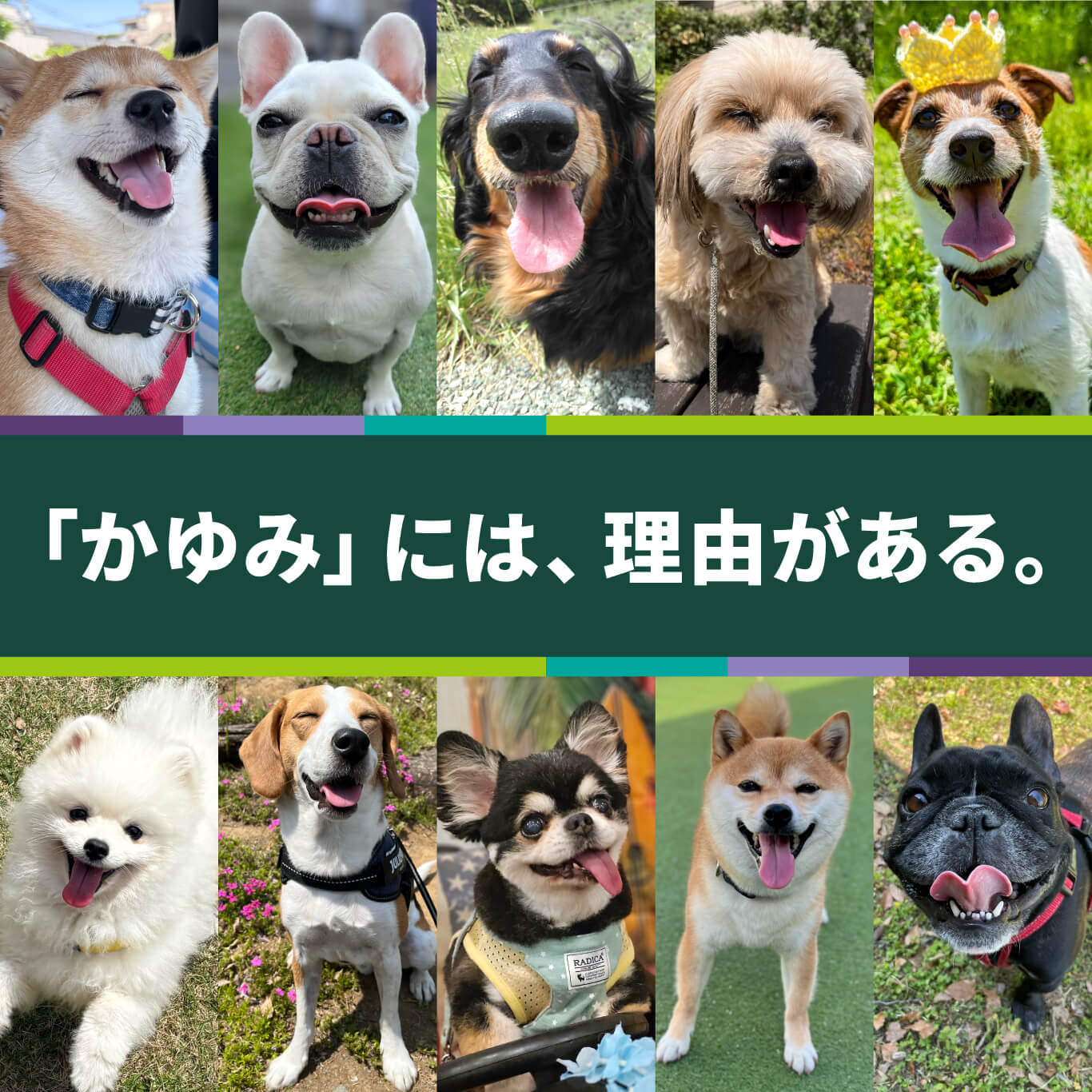 「かゆみ」には、理由がある。